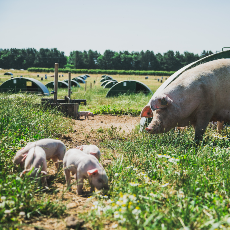 Packington Free Range