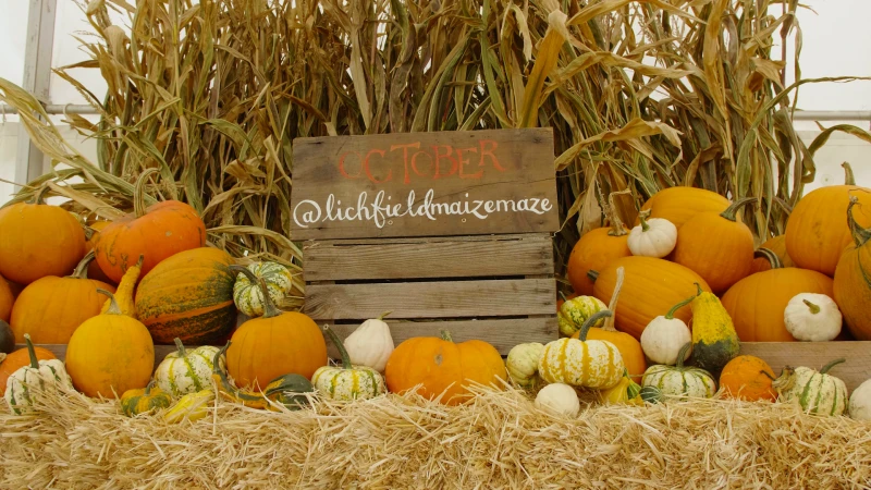 Stills from Poms Maize Maze (37).jpg