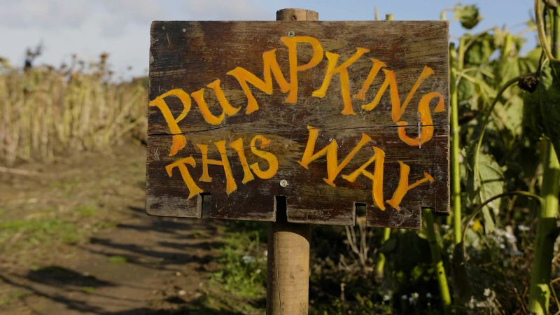 Stills from Poms Maize Maze (4) (1).jpg
